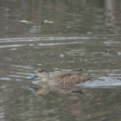 Anas gracilis (Grey Teal) at Woodstock Nature Reserve - 10 Sep 2021 by wombey