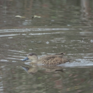 Anas gracilis at Strathnairn, ACT - 10 Sep 2021 01:21 PM