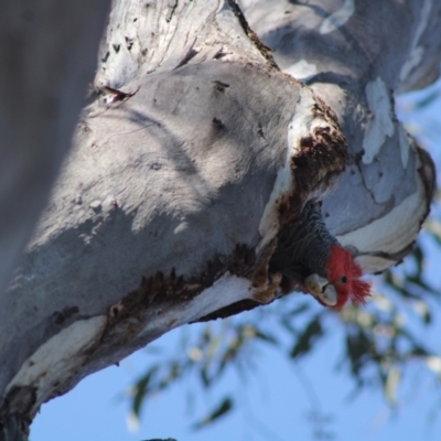 Callocephalon fimbriatum (Gang-gang Cockatoo) at Hughes, ACT - 1 Sep 2021 by kieranh