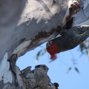 Callocephalon fimbriatum at Hughes, ACT - 1 Sep 2021