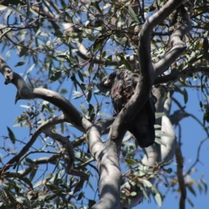 Callocephalon fimbriatum at Hughes, ACT - 1 Sep 2021