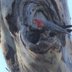 Callocephalon fimbriatum (Gang-gang Cockatoo) at Hughes, ACT - 5 Sep 2021 by kieranh
