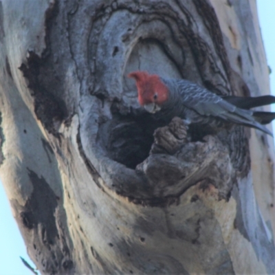 Callocephalon fimbriatum (Gang-gang Cockatoo) at Hughes, ACT - 5 Sep 2021 by kieranh