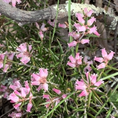 Lissanthe strigosa subsp. subulata (Peach Heath) at Nicholls, ACT - 10 Sep 2021 by Wendyp5