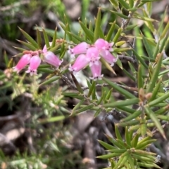 Lissanthe strigosa subsp. subulata at Nicholls, ACT - 10 Sep 2021