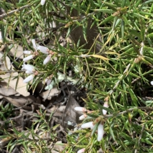 Lissanthe strigosa subsp. subulata at Nicholls, ACT - 10 Sep 2021 10:41 AM