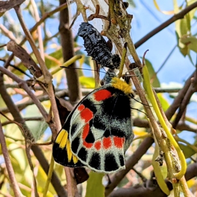 Delias harpalyce (Imperial Jezebel) at Tuggeranong DC, ACT - 10 Sep 2021 by HelenCross