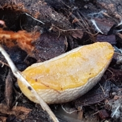 Arion intermedius at Holt, ACT - 10 Sep 2021 01:37 PM