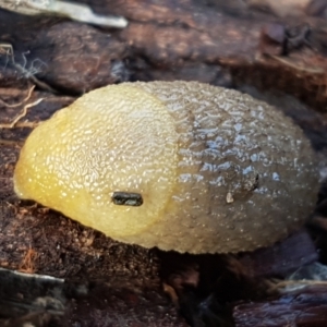 Arion intermedius at Holt, ACT - 10 Sep 2021 01:37 PM