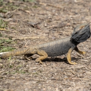 Pogona barbata at Chapman, ACT - 10 Sep 2021