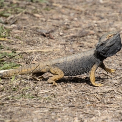 Pogona barbata (Eastern Bearded Dragon) at Chapman, ACT - 10 Sep 2021 by SWishart