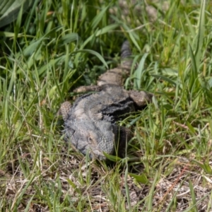 Pogona barbata at Chapman, ACT - 10 Sep 2021