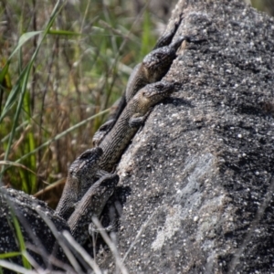 Egernia cunninghami at Chapman, ACT - 10 Sep 2021