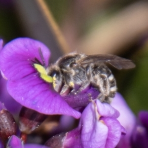 Lasioglossum (Chilalictus) sp. (genus & subgenus) at Chapman, ACT - 10 Sep 2021 10:50 AM