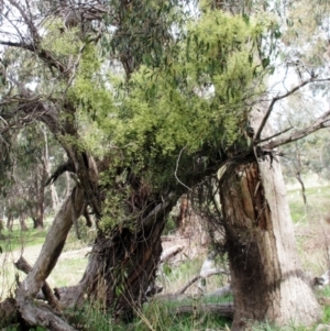 Clematis leptophylla at Holt, ACT - 9 Sep 2021