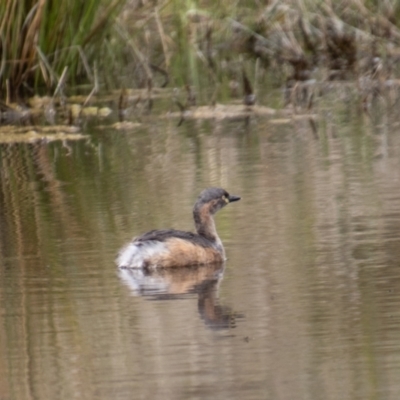 Tachybaptus novaehollandiae (Australasian Grebe) at Stromlo, ACT - 10 Sep 2021 by SWishart