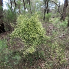 Clematis leptophylla (Small-leaf Clematis, Old Man's Beard) at Hawker, ACT - 9 Sep 2021 by sangio7