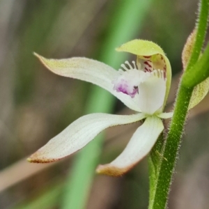 Caladenia ustulata at Denman Prospect, ACT - 10 Sep 2021