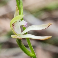 Caladenia ustulata at Denman Prospect, ACT - suppressed