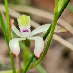 Caladenia ustulata at Denman Prospect, ACT - suppressed