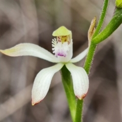 Caladenia ustulata at Denman Prospect, ACT - suppressed