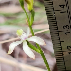 Caladenia ustulata at Denman Prospect, ACT - suppressed