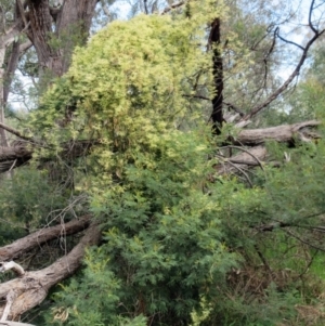 Clematis leptophylla at Hawker, ACT - 9 Sep 2021 11:46 AM