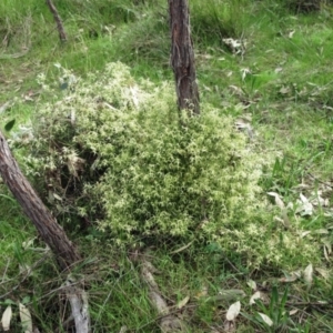 Clematis leptophylla at Hawker, ACT - 9 Sep 2021 11:44 AM