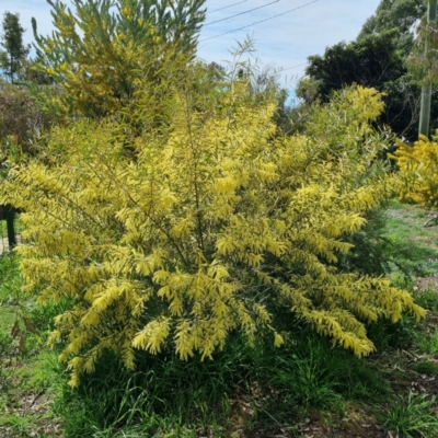 Acacia floribunda (White Sally Wattle, Gossamer Wattle) at Griffith, ACT - 10 Sep 2021 by CCMB