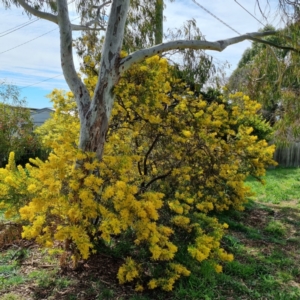 Acacia covenyi at Griffith, ACT - 10 Sep 2021