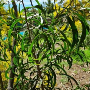 Acacia implexa at Griffith, ACT - 10 Sep 2021