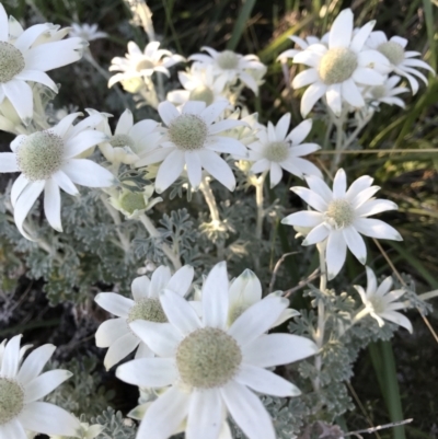 Actinotus helianthi (Flannel Flower) at Evans Head, NSW - 10 Sep 2021 by AliClaw
