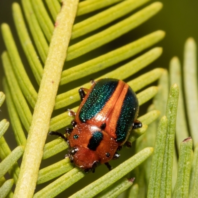 Calomela curtisi (Acacia leaf beetle) at Holt, ACT - 10 Sep 2021 by Roger