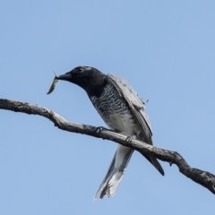Coracina papuensis (White-bellied Cuckooshrike) at Molonglo River Reserve - 9 Sep 2021 by Roger