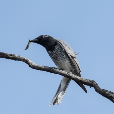 Coracina papuensis (White-bellied Cuckooshrike) at Holt, ACT - 10 Sep 2021 by Roger