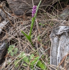 Wurmbea dioica subsp. dioica at Downer, ACT - 10 Sep 2021 12:02 PM