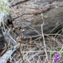 Wurmbea dioica subsp. dioica at Downer, ACT - 10 Sep 2021 12:02 PM