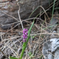 Wurmbea dioica subsp. dioica at Downer, ACT - 10 Sep 2021 12:02 PM