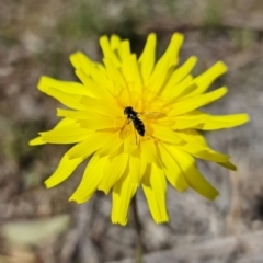 Syrphini (tribe) (Unidentified syrphine hover fly) at Denman Prospect, ACT - 10 Sep 2021 by RobG1