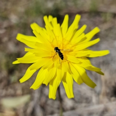 Syrphini sp. (tribe) (Unidentified syrphine hover fly) at Denman Prospect, ACT - 10 Sep 2021 by RobG1