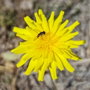 Syrphini sp. (tribe) at Block 402 - 10 Sep 2021