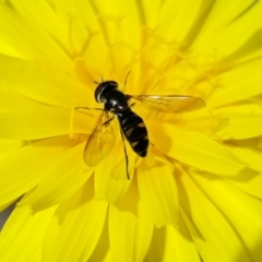 Syrphini sp. (tribe) at Block 402 - 10 Sep 2021