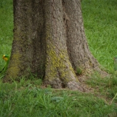 Polytelis swainsonii at Holt, ACT - suppressed