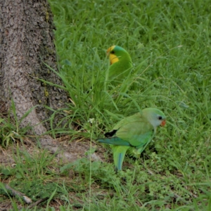 Polytelis swainsonii at Holt, ACT - suppressed