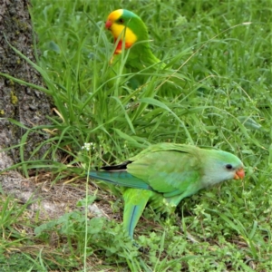 Polytelis swainsonii at Holt, ACT - suppressed