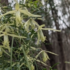 Clematis leptophylla (Small-leaf Clematis, Old Man's Beard) at Mount Majura - 10 Sep 2021 by abread111