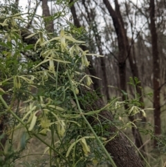 Clematis leptophylla at Downer, ACT - 10 Sep 2021 12:13 PM