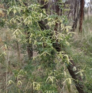 Clematis leptophylla at Downer, ACT - 10 Sep 2021 12:13 PM