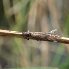 Plecoptera sp. (order) (Unidentified Stone fly) at Cook, ACT - 10 Sep 2021 by CathB