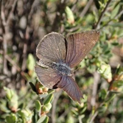 Erina sp. (genus) (A dusky blue butterfly) at Aranda Bushland - 6 Sep 2021 by CathB